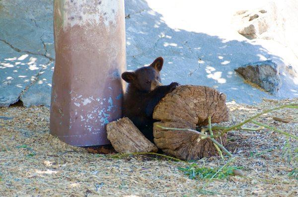 Loved the cubs!