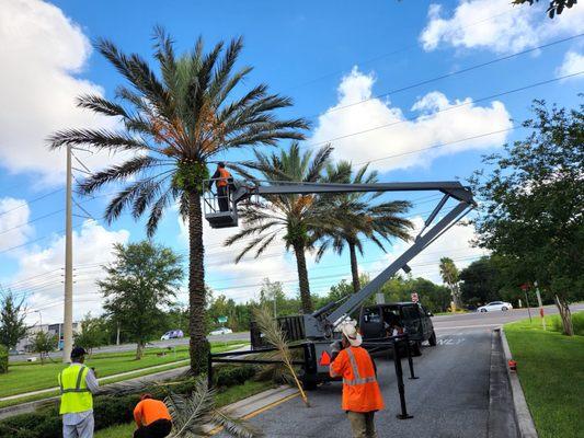 Tree & palm service.