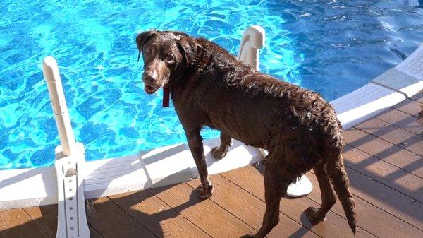 Rocky, AKA Roscoe The Very Handsome Chocolate Lab!!!