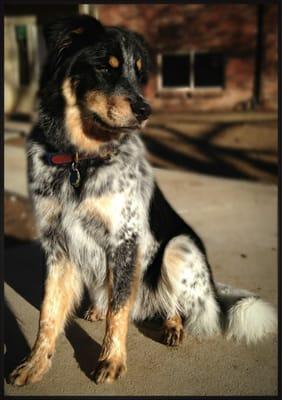 All clean and fluffy after his Sunday bath at Heavenly Dog