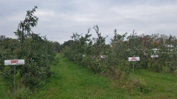 Heritage varieties! Sometimes no more than one or two trees and most good just for cider but cool even if you just look at all the names