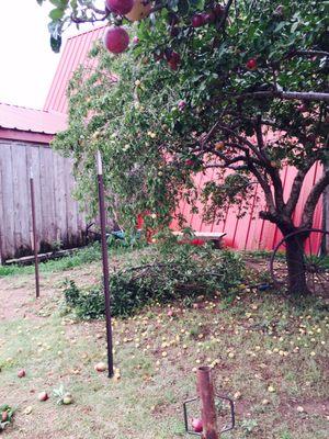 Peach and Apple tree outside the store