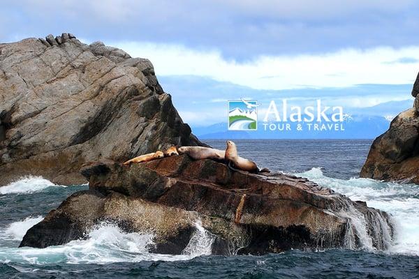 The Chiswell Islands are an excellent location to see Stellar Sea Lions and other    wildlife in route to Kenai Fjords NP.