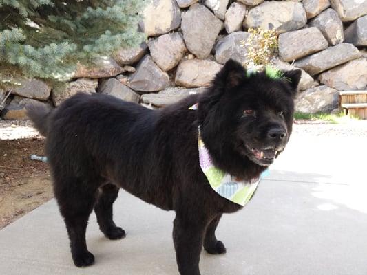 My Chow Kira. Fluffy and clean at K9 central. Kari and staff always accomodating and Kira loves to go here!