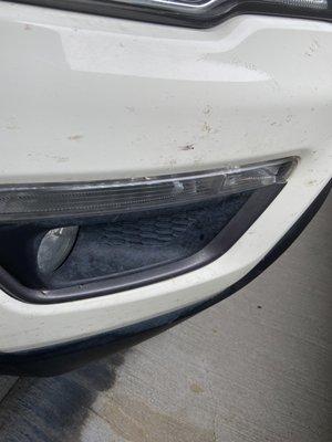 Bug guts on bumper