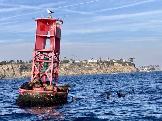 Sea lions