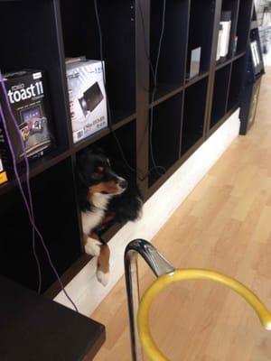 Dixie helping fill the shelves.