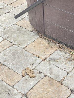 Dog feces by hot tub