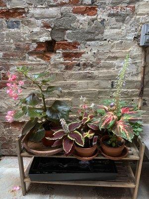 Impatients and coleus