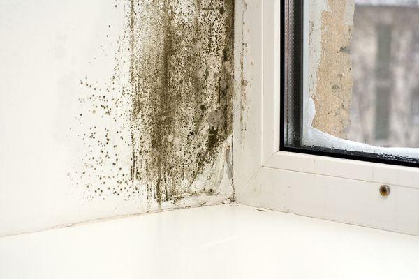 Mold Damage Restoration