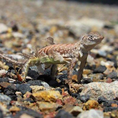 one of our guides recently captured on film by this  eponymously-named Greater Earless Lizard @Courtland Ghost Town.