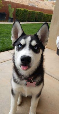 Kimura the Husky