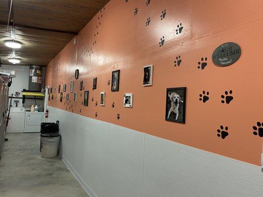 Our Wall of Paws :)