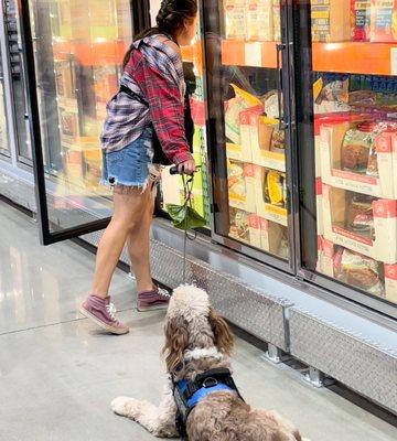 Molly and Michael train Service Dog DJ at a local store.  He performs a down stay while Molly looks for her food of choice.