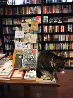 Graduation display with the store's cat