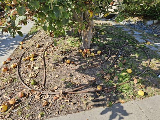 1 GPH drip emitter line under our apple tree