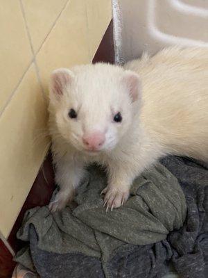 Archer the ferret