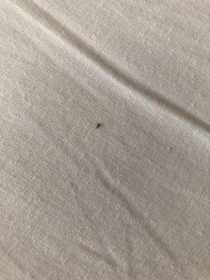 That's the bug that looks a lot like a bed bug.