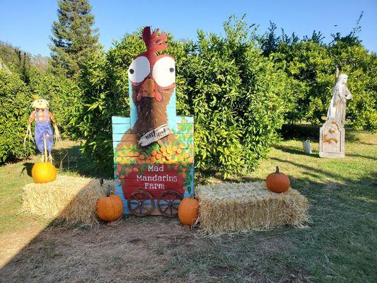 Halloween at the farm