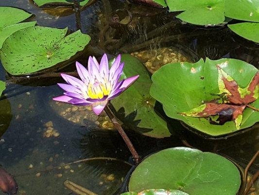 Tropical Waterlily