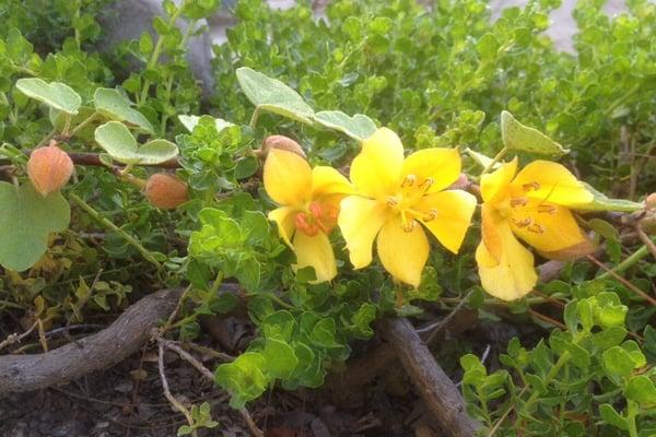 This Fremontodendron is the lying down kind. Taken in March.