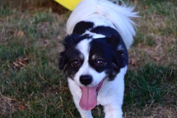 Cookie is enjoying the summer thanks to The Pet Salon! No more biting, no more itching!