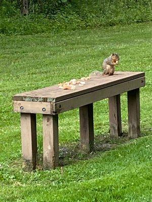 A smorgasbord all to himself...... This squirrel didn't mind us stopping to take a picture as he happily ate.