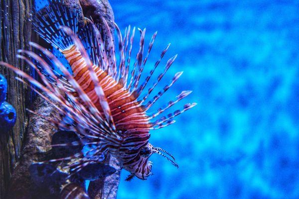 Lion fish