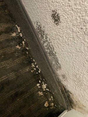 mold on the floor near the wall in the corner of the hotel room. Obviously visible to cleaning staff.