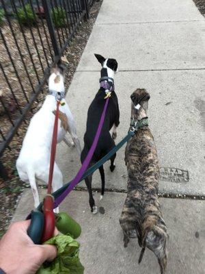 Whippet good!  These boys love walking in Uptown!