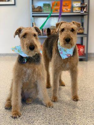 Bella & Tilly after a groom at Pappy's!