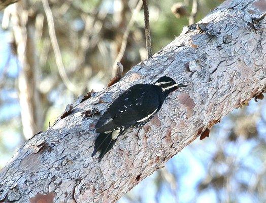 Williamson's Sapsucker. Rare in Maricopa county.