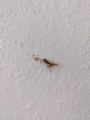 A dead cockroach on the wall AS SOON AS I WALKED INTO THE "TRIPLE CHECKED AND CLEAN" room.