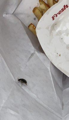 Roach crawling around after seeing it and throwing fries in bag