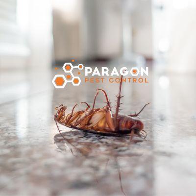 Eliminate cockroach infestations with Paragon Pest Control, your trusted roach exterminator. Call us for a roach-free environment today!