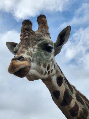 George, the giraffe, was very photogenic!