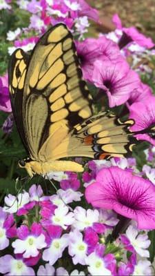 Great photo ops provided by nature and the garden center!