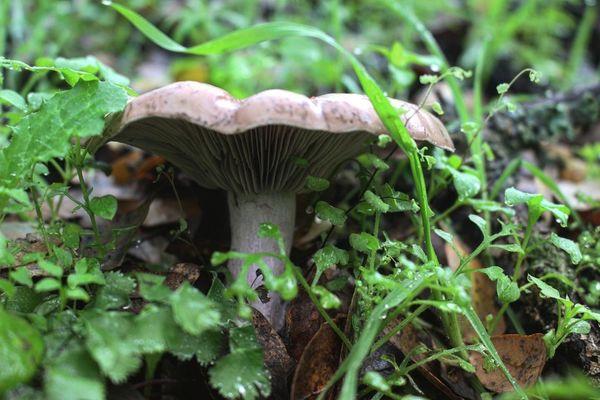 Some mushrooms popping up in early January.