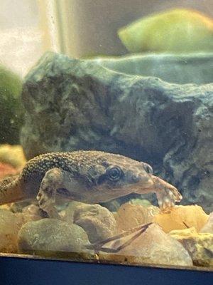 My African Dwarf Frog, Balrog