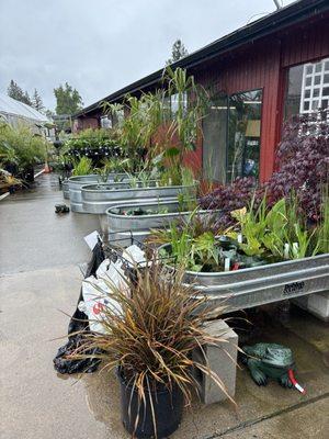 Pond plants