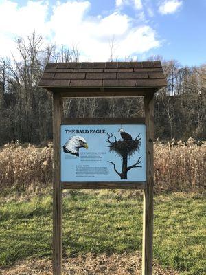 Half way through the trail is the eagle nesting area