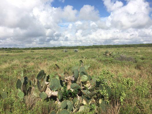 View of the battlefield grasslands. In wet season they are swamps.