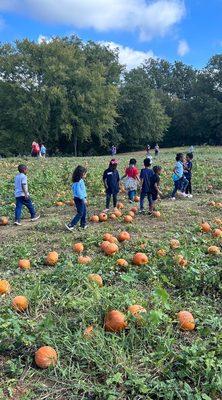 Picking pumpkins in the pumpkin patch