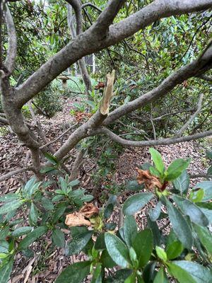 Broken area of azalea.