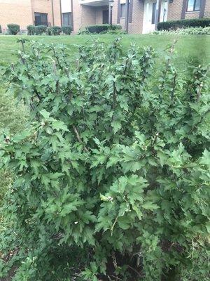 Rose of Sharon - No buds- not flowering this year They Hacked Them All Off!!  Don't use them!  Terrible