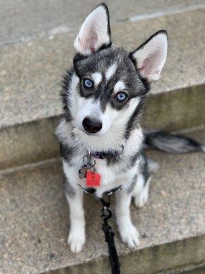 Amazing photos from dog walker of my pomsky!