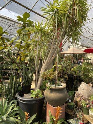 Plants inside of main greenhouse.