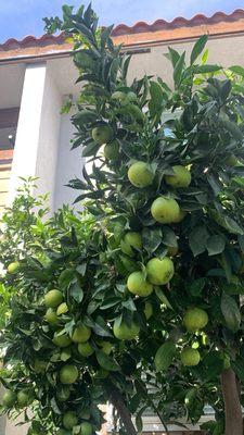 Before they cut, I was so happy to see my plants are full with so many fruits.