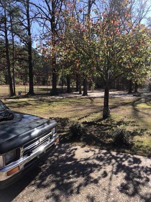 Louann, AR//Front Yard//After