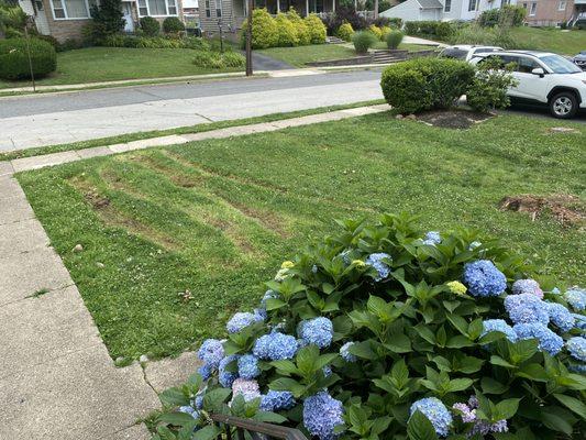 They left trees on my property without permission and have not fixed my lawn.  I am not the customer; it was my neighbor's tree.